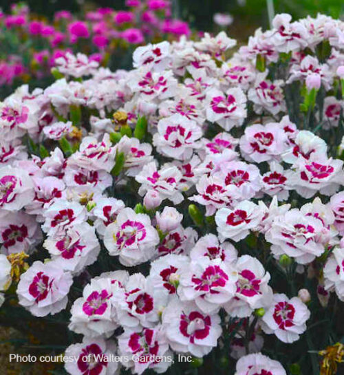 Kiss and tell pinks | Dianthus kiss and tell semi-double