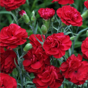 Scent First Passion Pinks mound of small blade-like foliage