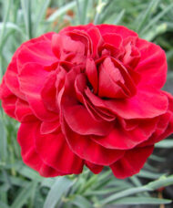 Scent First Passion Pinks rich red