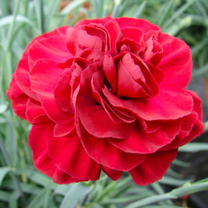 Scent First Passion Pinks rich red