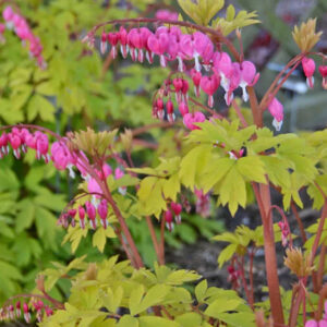 Gold Heart Bleeding Heart arching sprays of deep