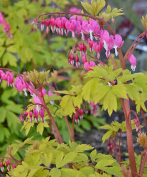 Gold Heart Bleeding Heart arching sprays of deep