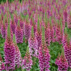 A field of Candy Mountain Common Foxglove with spikes of bright pink tubular blossoms with speckled throats.