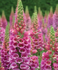 Spikes of Candy Mountain Foxglove bright pink tubular blossoms with speckled throats.