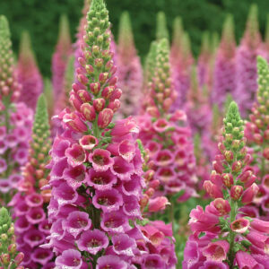 Spikes of Candy Mountain Foxglove bright pink tubular blossoms with speckled throats.