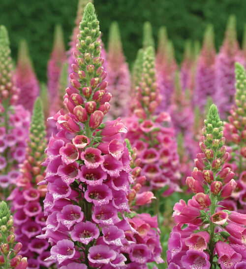 Spikes of Candy Mountain Foxglove bright pink tubular blossoms with speckled throats.