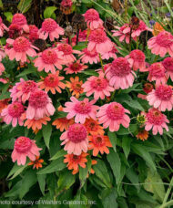 Rainbow Sherbet Coneflower fully double flowers in dramtic corals and pinks