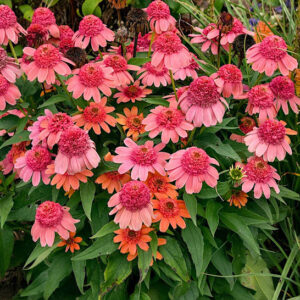 Rainbow Sherbet Coneflower fully double flowers in dramtic corals and pinks