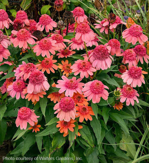 Rainbow Sherbet Coneflower fully double flowers in dramtic corals and pinks