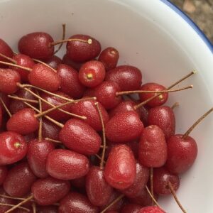 A bowl of Carmine Goumi Berry Plant deep rusty red fruits.