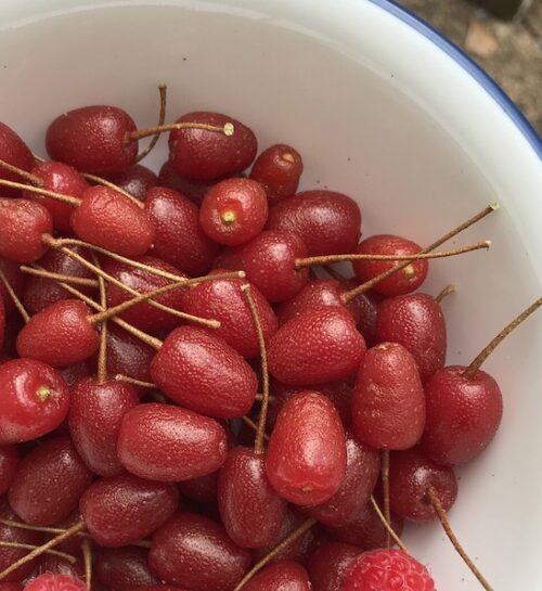 A bowl of Carmine Goumi Berry Plant deep rusty red fruits.