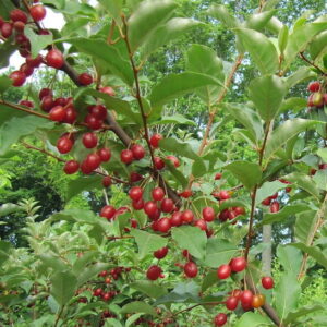 Branch of Carmine Cherry Silveryberry plant covered in brownish red berries.
