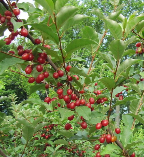 Carmine cherry silverberry | Elaeagnus multiflora carmine Branch of Carmine Cherry Silveryberry plant covered in brownish red berries.