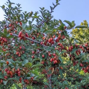 Carmine Goumi Tree laden with brownish red fruits.