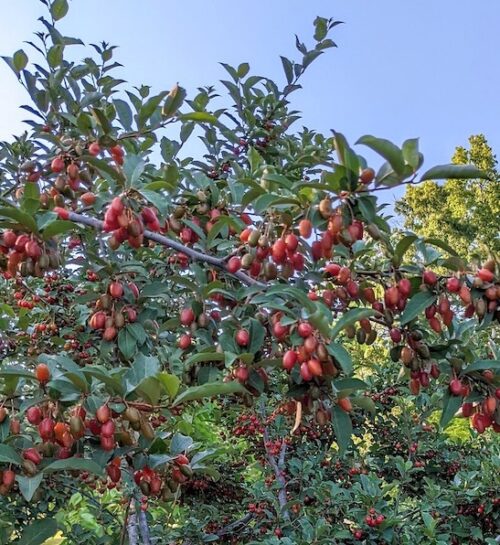 Carmine goumi tree | Elaeagnus multiflora carmine Carmine Goumi Tree laden with brownish red fruits.