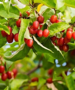 Red gem goumi plant | Elaeagnus multiflora red gem Red Gem Goumi plant covered in red fruits.