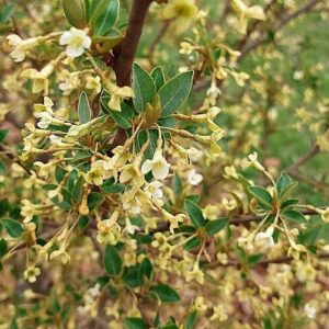 Masses of silvery white bellflowers on a Sweet Scarlet Cherry Silverberry tree.