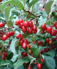 Scarlet red Sweet Scarlet Goumi Berry fruits.