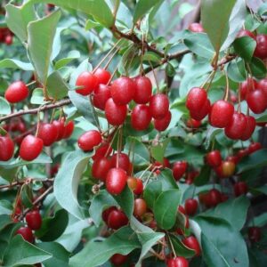Scarlet red Sweet Scarlet Goumi Berry fruits.
