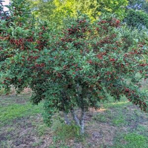 Sweet Scarlet Goumi Plant (tree) laden with scarlet red fruits.