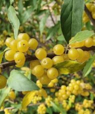 Amber Autumn Olive plant with yellow fruits.