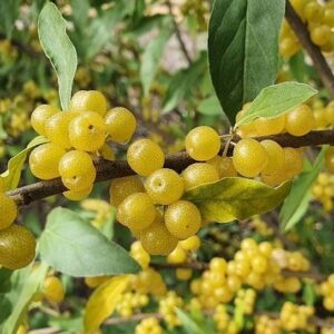 Amber Autumn Olive plant with yellow fruits.