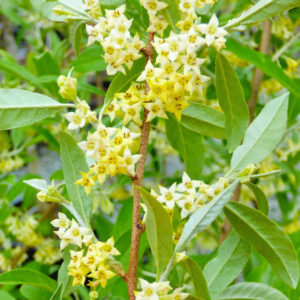 Amber Autumn Olive Tree bright light green foliage and yellow flowers.