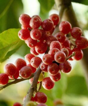 Brilliant rose autumn olive tree | Elaeagnus umbellata brilliant rose The bright red fruits of the Brilliant Rose Autumn Olive Tree.