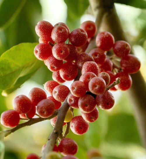 The bright red fruits of the Brilliant Rose Autumn Olive Tree.