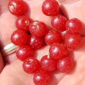 A handfull of Hidden Springs Autumn Olive Bush red fruits.