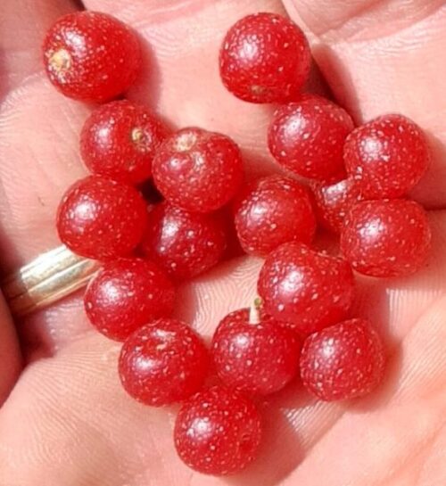 A handfull of Hidden Springs Autumn Olive Bush red fruits.