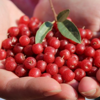 Ruby autumn olive plant | Elaeagnus umbellata ruby A handful of Ruby Autumn Olive Plant fruits.