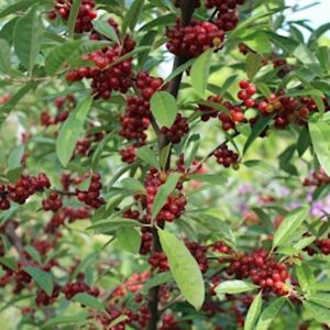 Ruby Japanese Silverberry Plant covered in red fruits.