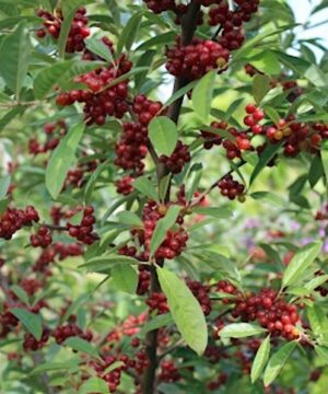 Ruby japanese silverberry plant | Elaeagnus umbellata ruby Ruby Japanese Silverberry Plant covered in red fruits.