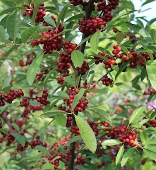 Ruby Japanese Silverberry Plant covered in red fruits.