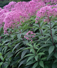 Spotted Joe-pye Weed plants with tall stems of pink flowers.