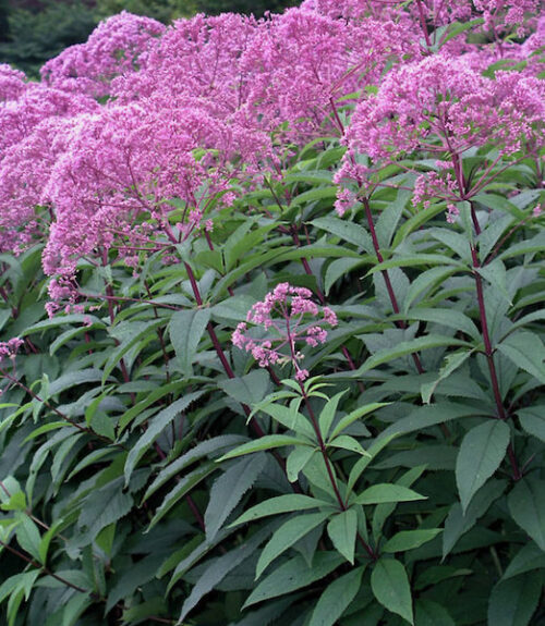 Spotted Joe-pye Weed plants with tall stems of pink flowers.