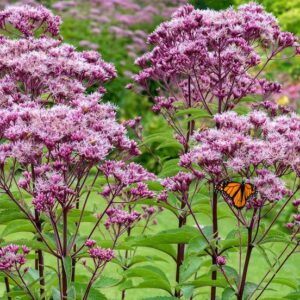Spotted Joe-pye Weed pink flowers.