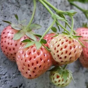 pink seeded Pink Strawberry fruits.