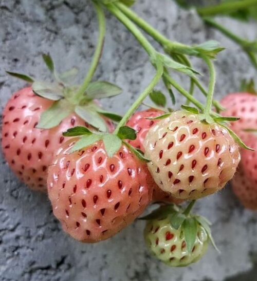 Flamingo strawberry | Fragaria ananassa flamingo pink seeded Pink Strawberry fruits.
