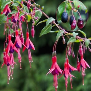 Regal fuchsia | Fuchsia regia regal Regal Fuchsia elegant