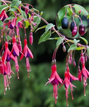 Regal fuchsia | Fuchsia regia regal Regal Fuchsia elegant