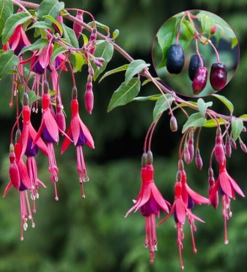 Regal fuchsia | Fuchsia regia regal Regal Fuchsia elegant