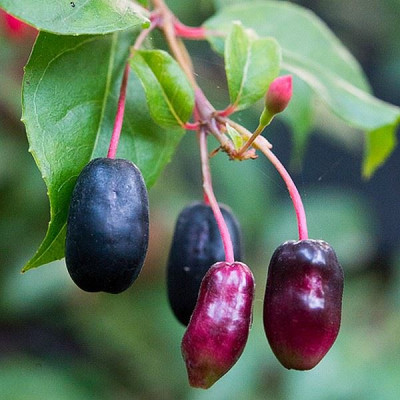 Regal fuchsia | Fuchsia regia regal fruits showy