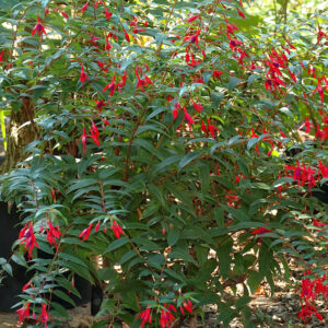 Regal fuchsia | Fuchsia regia regal plant drooping