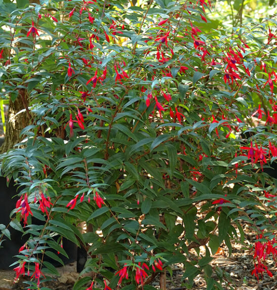 Regal fuchsia | Fuchsia regia regal plant drooping