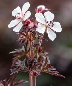 Midnight ghost cranesbill | Geranium pratense midnight ghost Midnight Ghost Cranesbill white flower veined in a blush of bluish pink