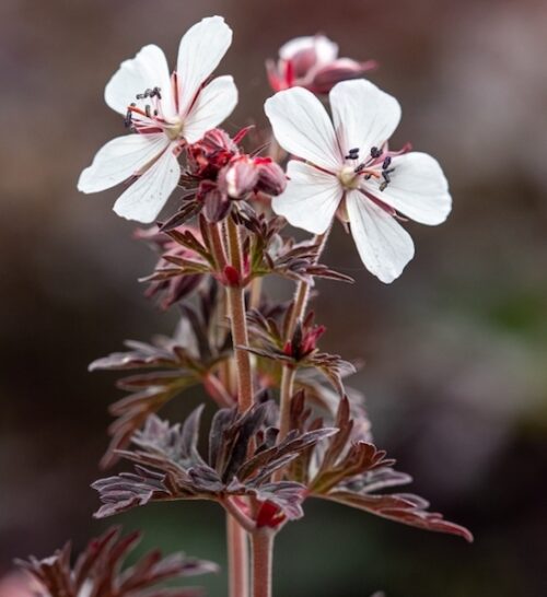 Midnight ghost cranesbill | Geranium pratense midnight ghost Midnight Ghost Cranesbill white flower veined in a blush of bluish pink
