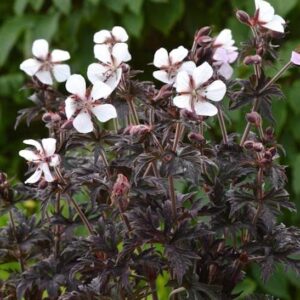 Midnight ghost geranium | Geranium pratense midnight ghost above deep plum and bronze foliage.