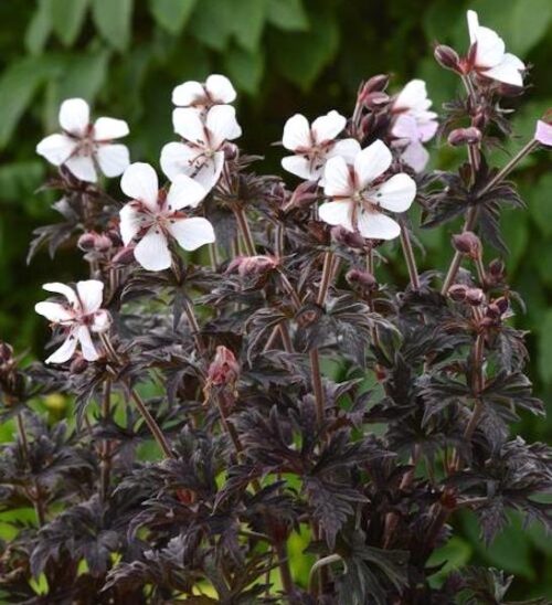 Midnight ghost geranium | Geranium pratense midnight ghost above deep plum and bronze foliage.